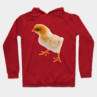 Cute Chick Hoodie